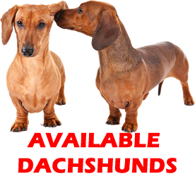 availabledachsicon